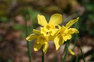 Sumpfdotterblume